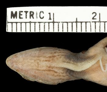 Media type: image;   Herpetology R-11285 Aspect: head ventral